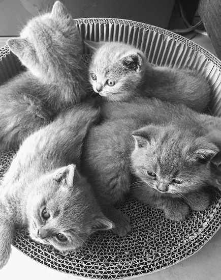 Bild "Kitten:d.jpg"
